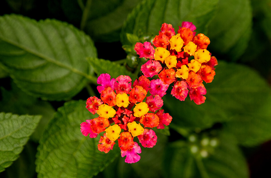 Bright red and yellow flowers blooming